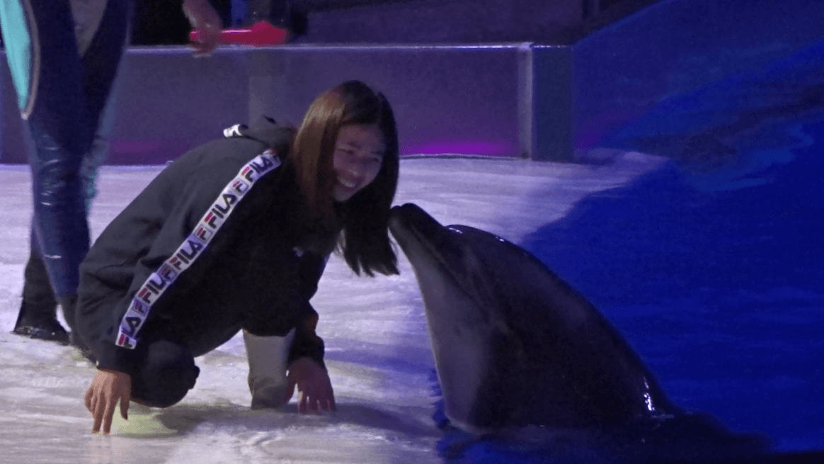 上海海昌海洋公園#2海豚符合期待、漢堡王獨一無二、虎鯨萬眾矚目