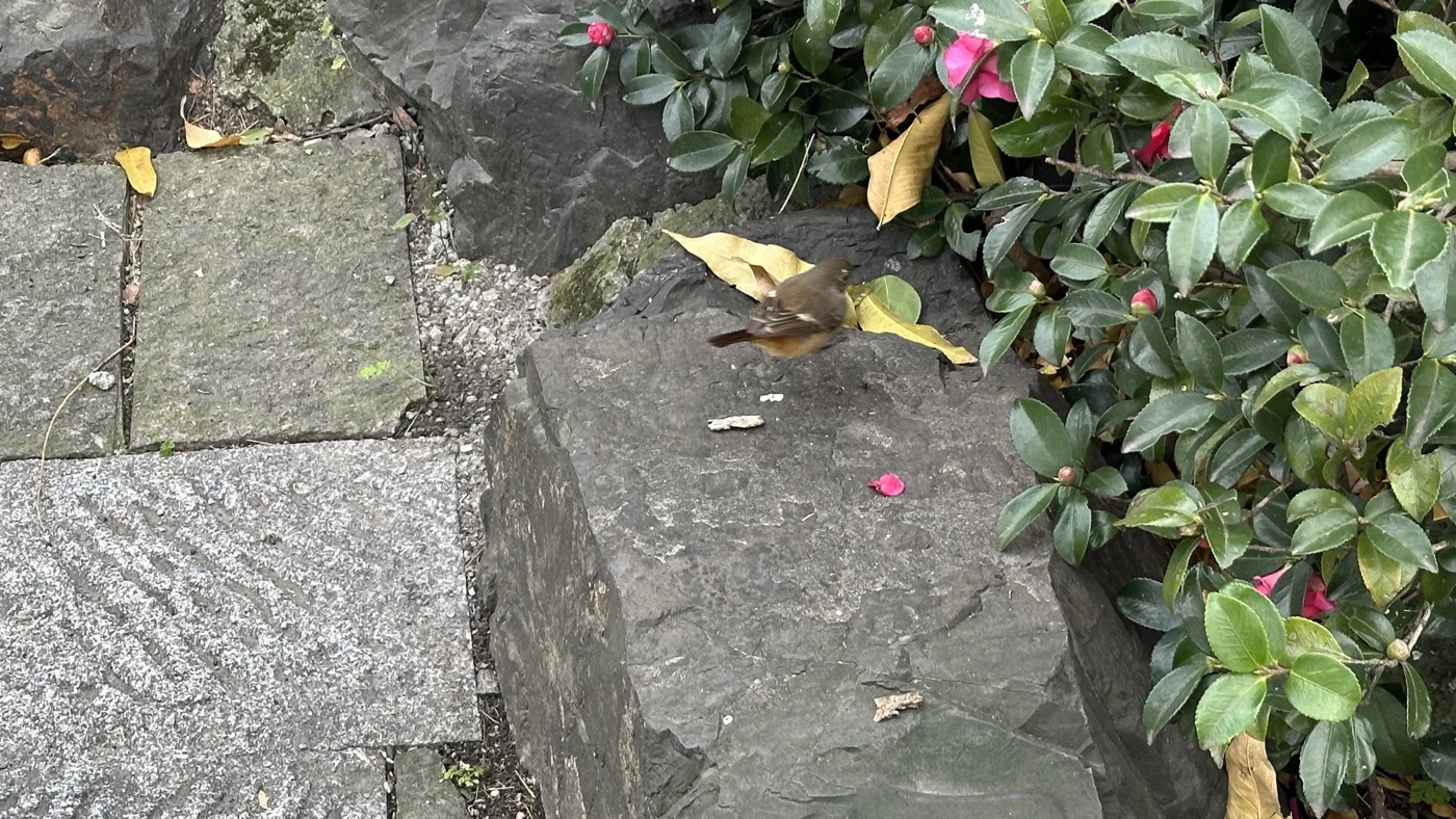 三、花港觀魚與康熙3